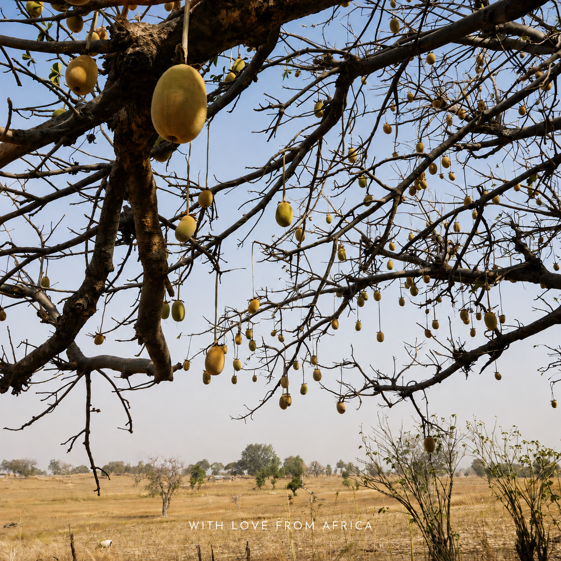 The Baobab Tree: Africa's Tree of Life and Why Every Part Is Used