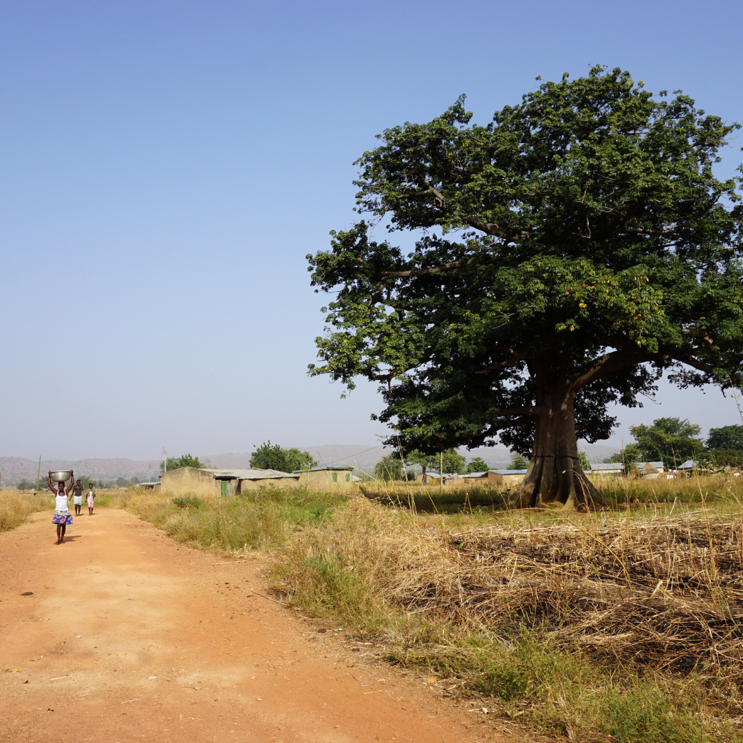 What is Shea Butter Made Of?
